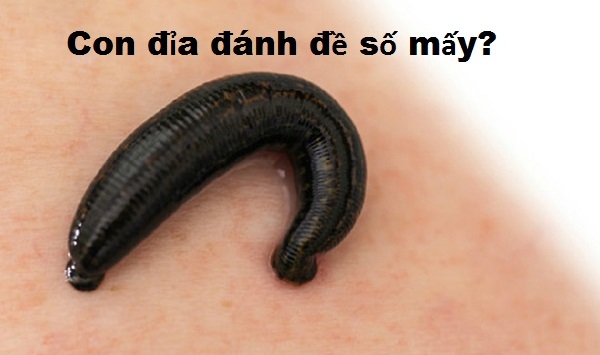 Giấc mộng thấy con đĩa đánh đề số mấy