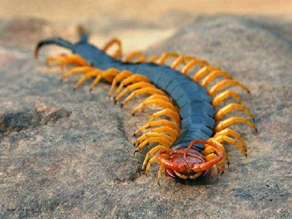 Nằm mộng thấy rết chết