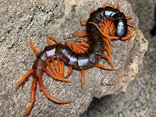 Nằm mơ thấy bị rết đuổi