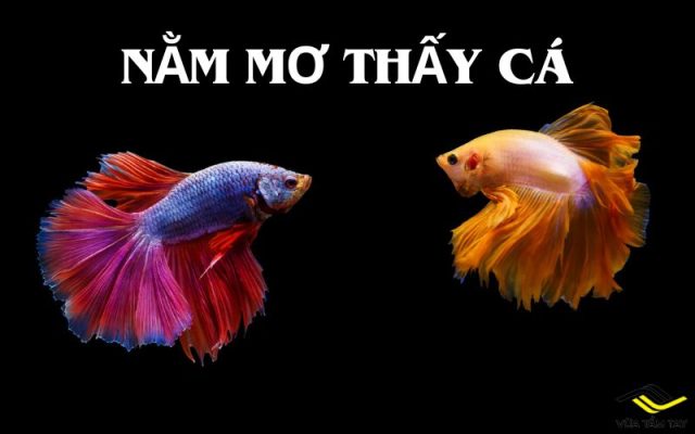 Nằm mơ thấy cá