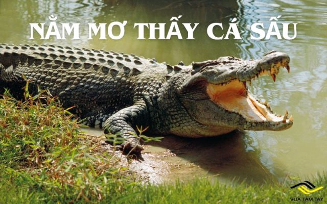 Nằm mơ thấy cá sấu