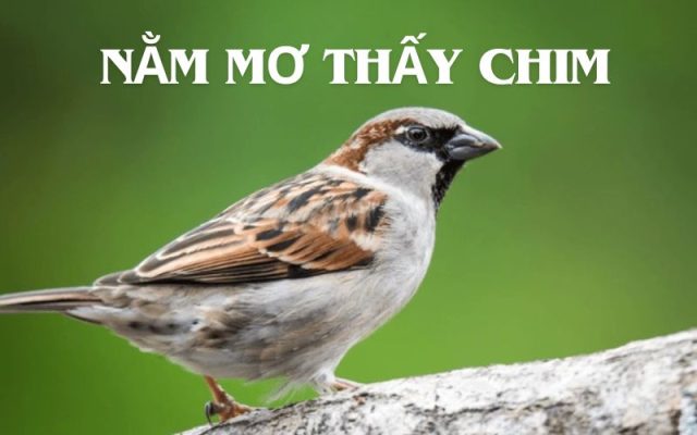 Nằm mơ thấy chim
