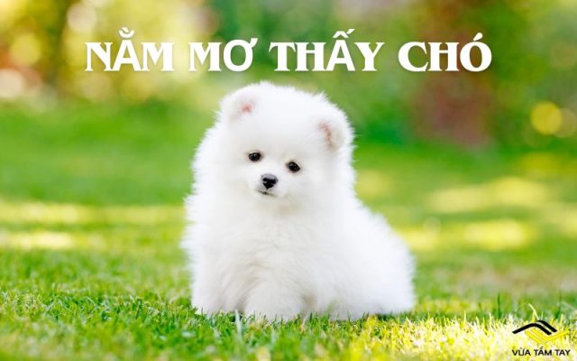 Nằm mơ thấy chó