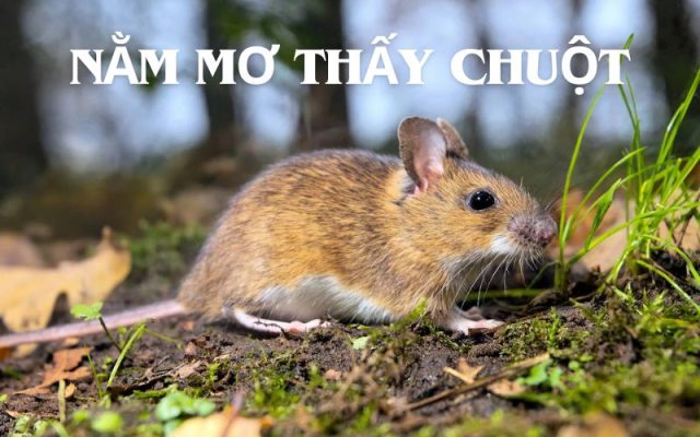 Nằm mơ thấy chuột