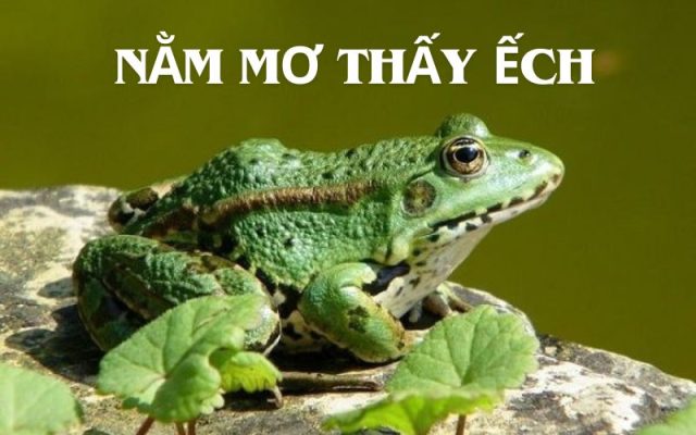 Nằm mơ thấy ếch