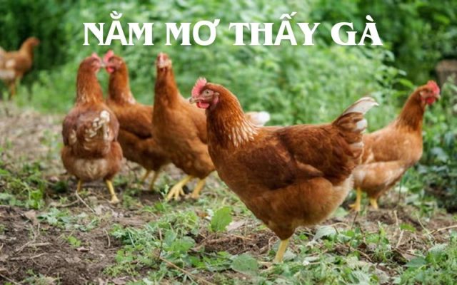 Nằm mơ thấy gà