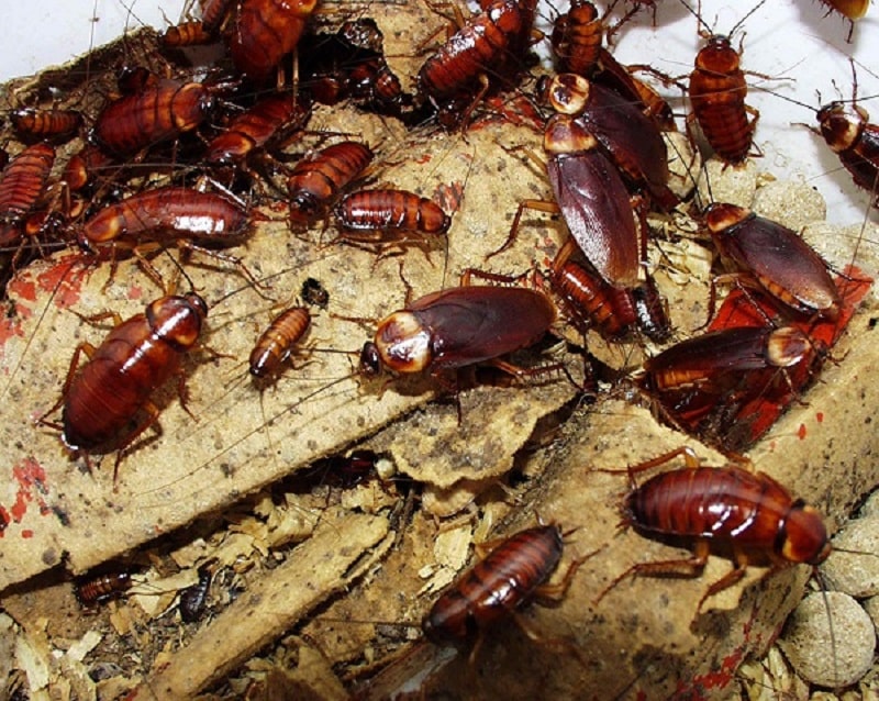 Giấc mơ thấy nhiều gián