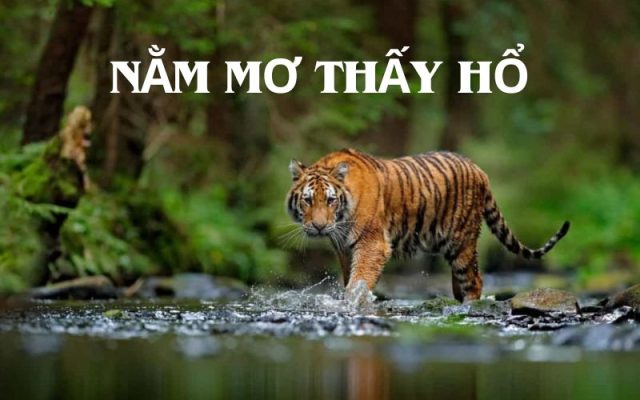 Nằm mơ thấy hổ