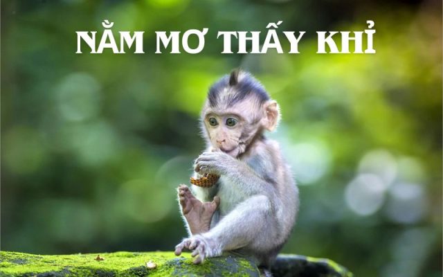 Nằm mơ thấy khỉ