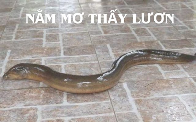Nằm mơ thấy lươn