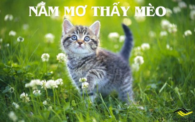 Nằm mơ thấy mèo