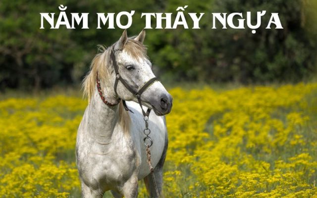 Nằm mơ thấy ngựa