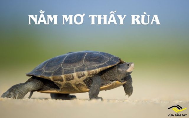 Nằm mơ thấy rùa