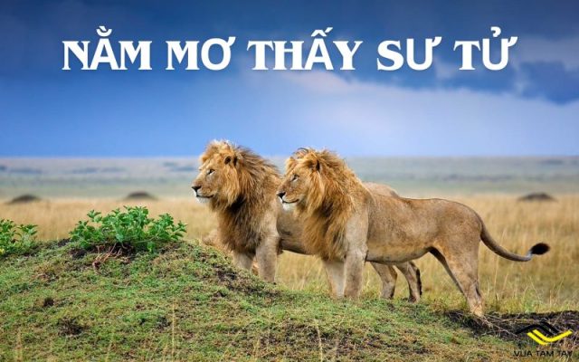 Nằm mơ thấy sư tử