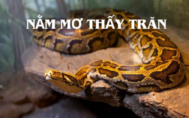 Nằm mơ thấy trăn