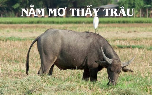 Nằm mơ thấy trâu