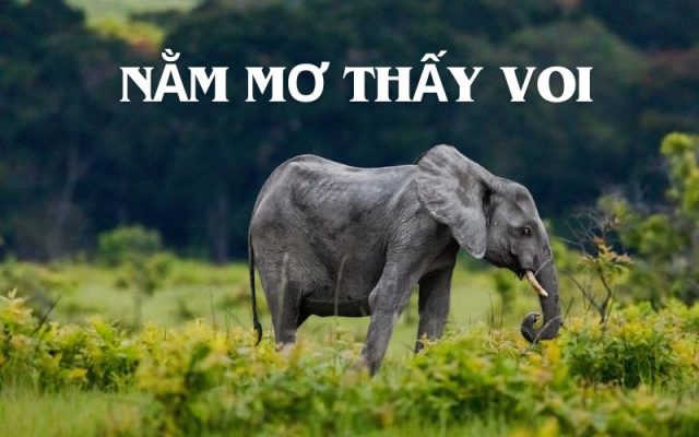 Nằm mơ thấy voi
