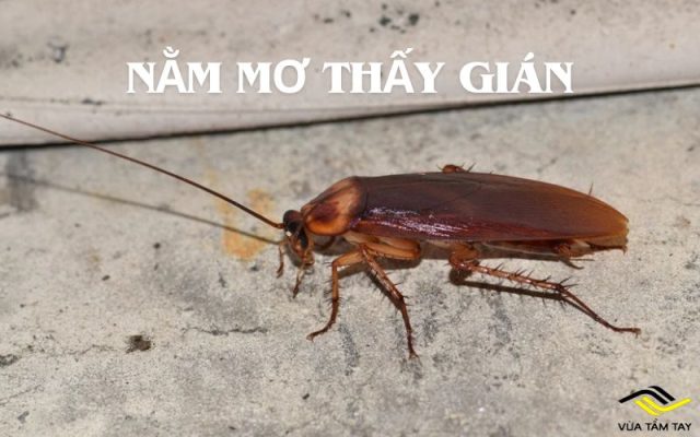 Nằm mơ thấy gián