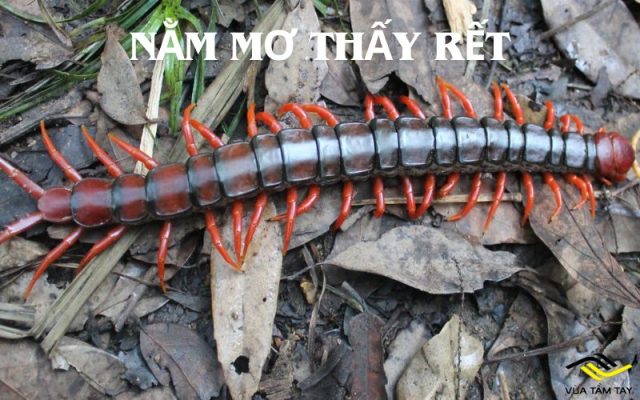 Nằm mơ thấy rết