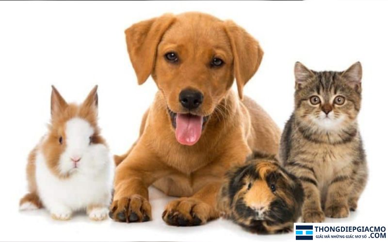Ý nghĩa giấc mơ thấy con vật