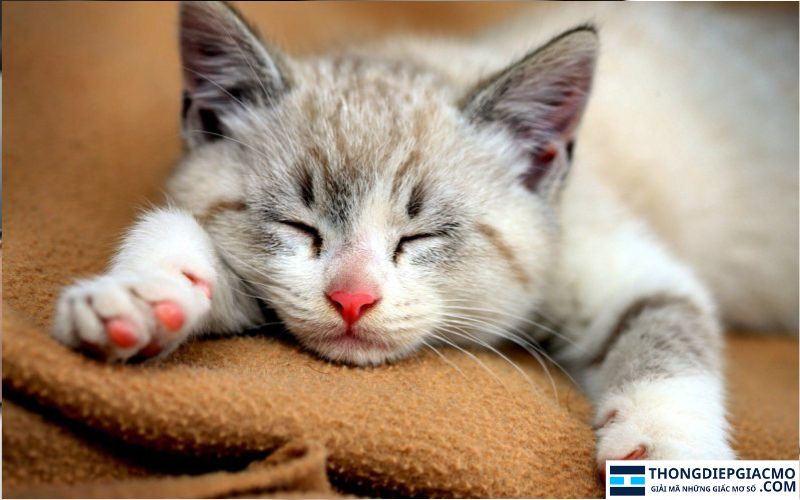 Giải mã giấc mơ thấy mèo