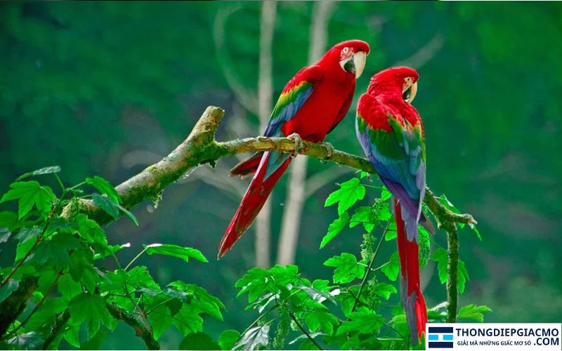 Giải mã giấc nằm mơ thấy chim