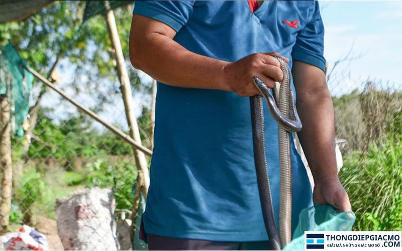 Nằm mơ thấy bắt được rắn