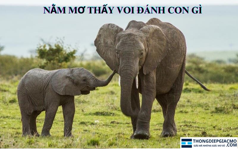 Mơ thấy voi đánh con gì